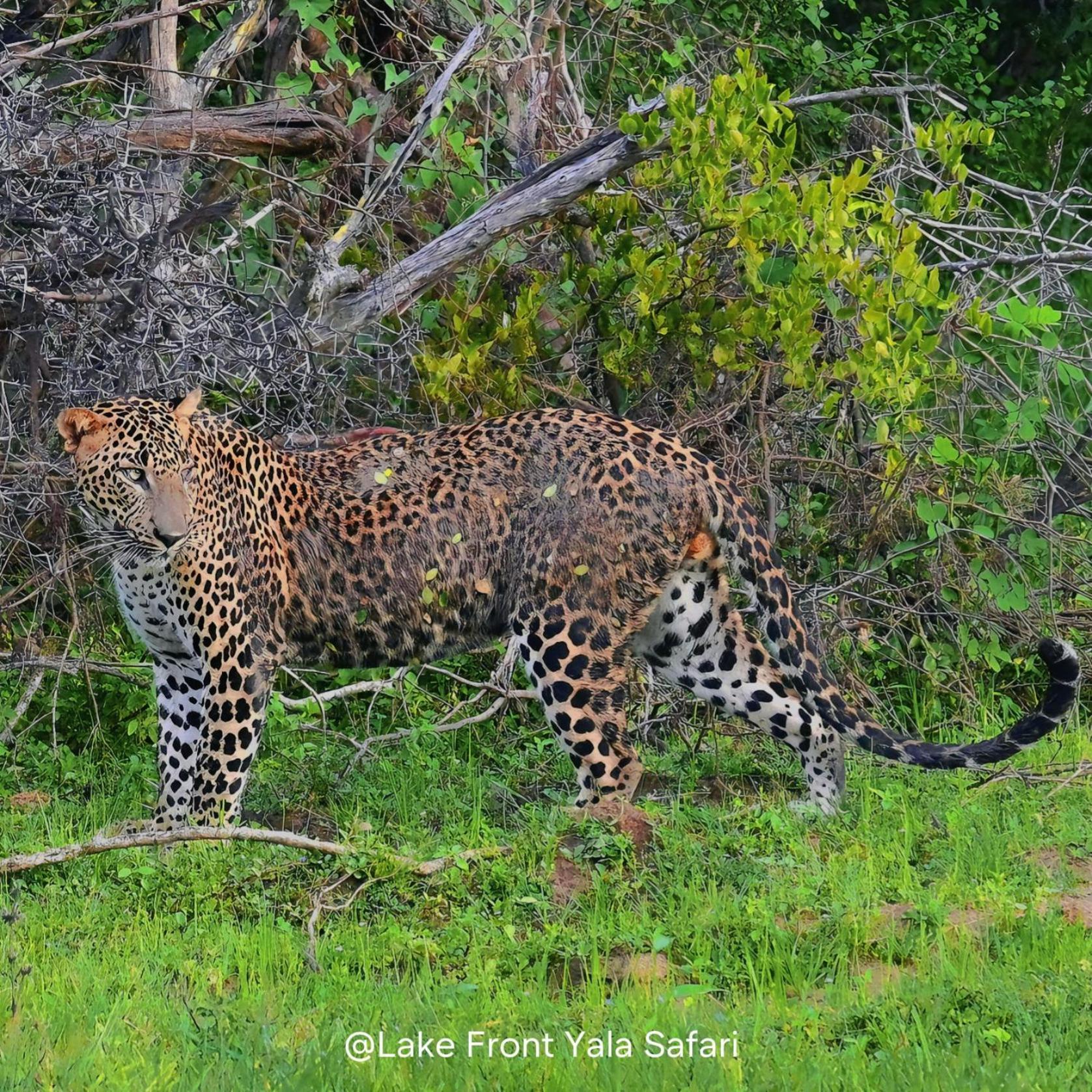 Lake Front Yala Safari カタラガマ エクステリア 写真