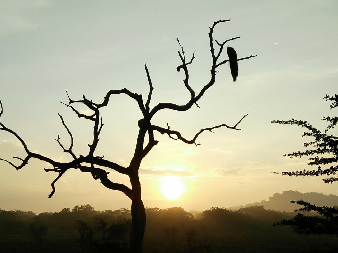 Lake Front Yala Safari カタラガマ エクステリア 写真